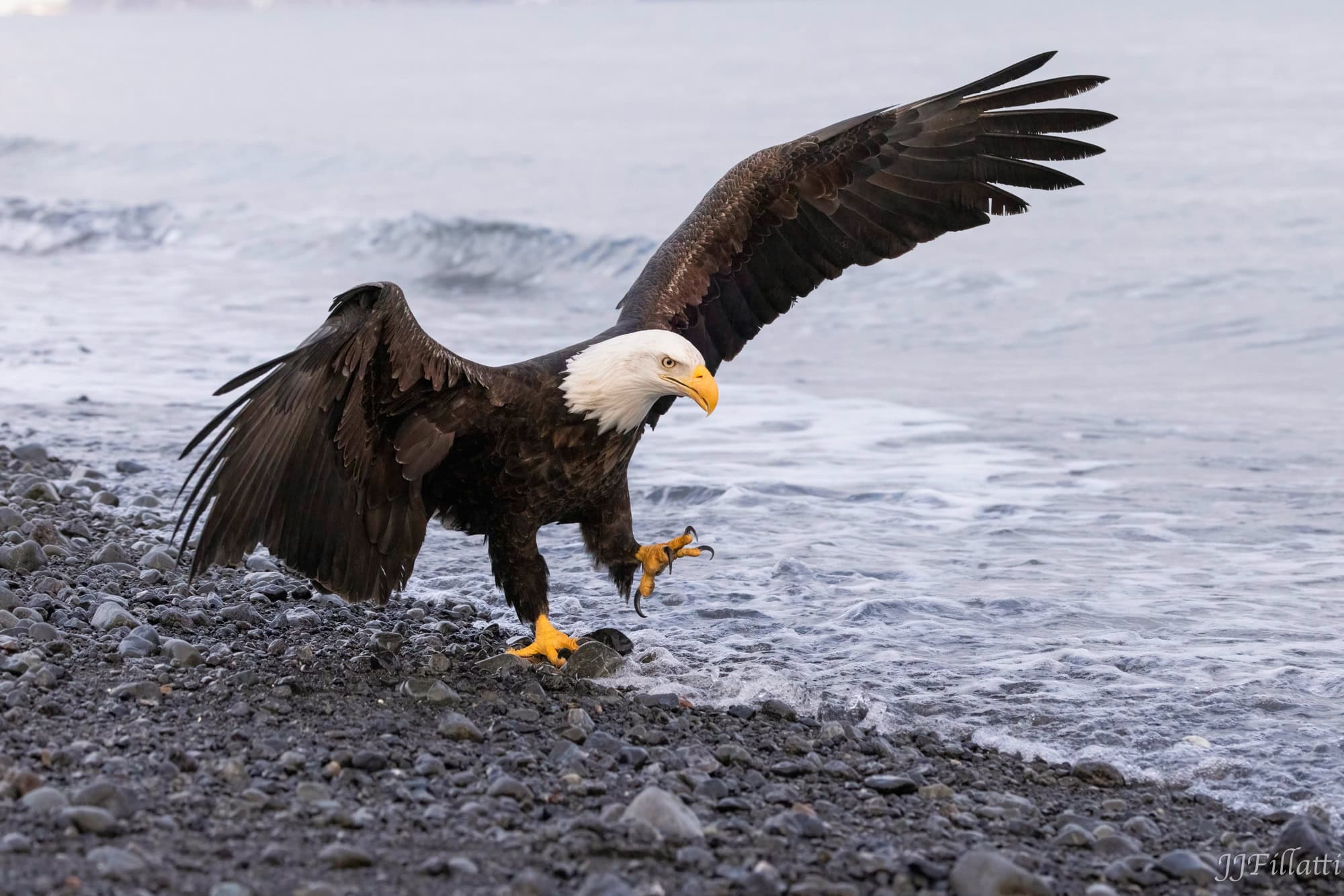 bird of homer alaska image 25